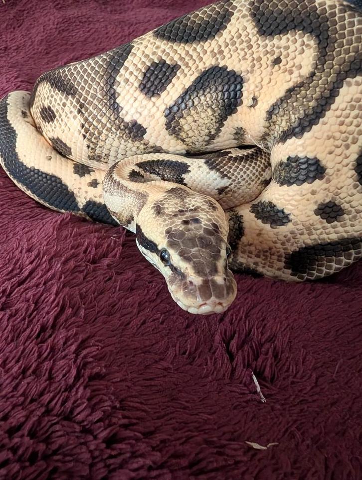 Koningspython - Python Regius - Pastel Fire Leopard het Clow, Dieren en Toebehoren, Reptielen en Amfibieën, Slang, 0 tot 2 jaar