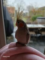 Handtam valkparkiet, Dieren en Toebehoren, Vogels | Parkieten en Papegaaien, Vrouwelijk, Parkiet