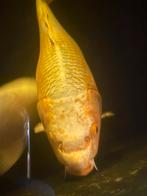 Koi karper 60 a 65 cm, Karper of Koi