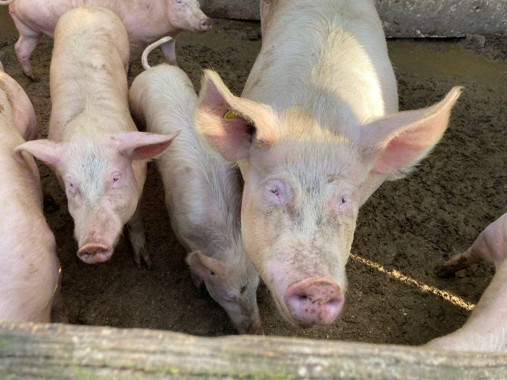 yorkshire zeug en/of biggen, Dieren en Toebehoren, Schapen, Geiten en Varkens, Meerdere dieren, Varken