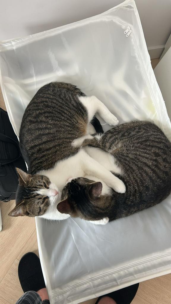 Katten, Dieren en Toebehoren, Katten en Kittens | Raskatten | Korthaar