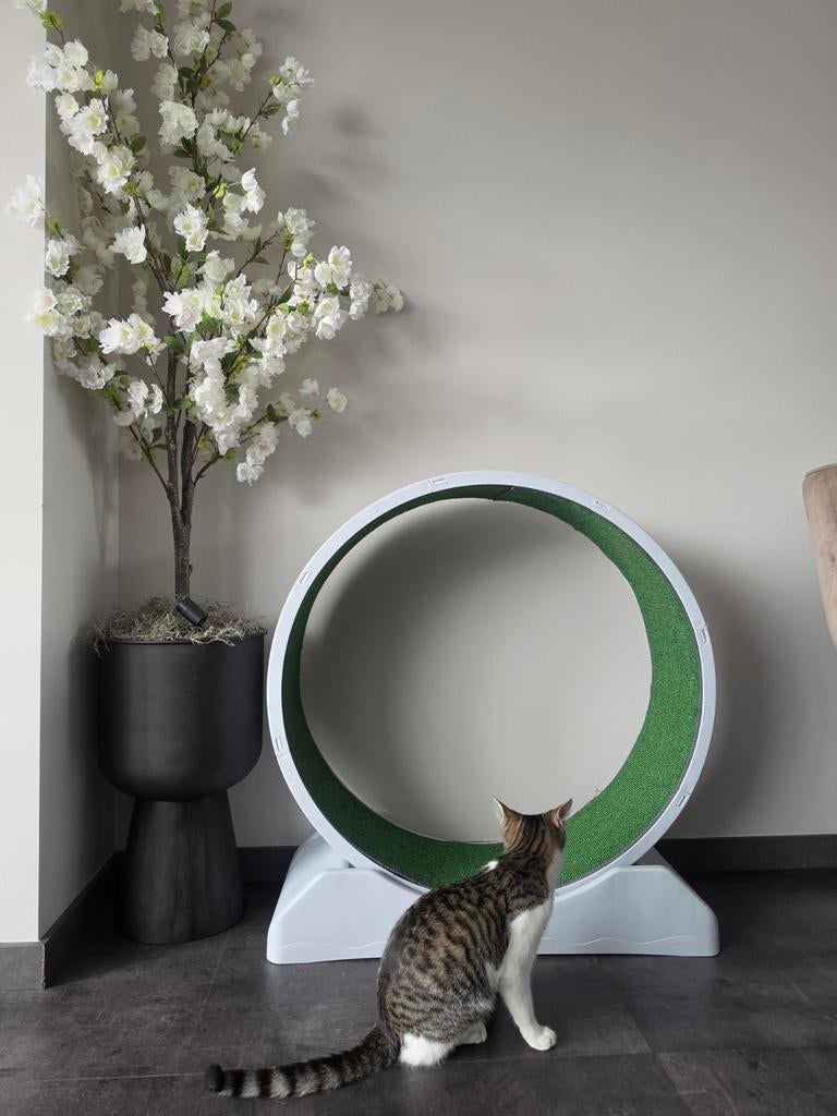 Groot Kattenloopwiel, Ophalen, Zo goed als nieuw, Overig speelgoed