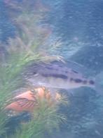 Red empress Malawi cichliden, Vis