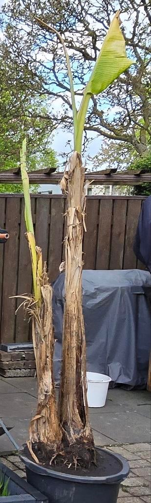 Musa Basjoo - Winterharde Japanse Bananenplant, Tuin en Terras, Volle zon, Vaste plant, Bloeit niet, Ophalen