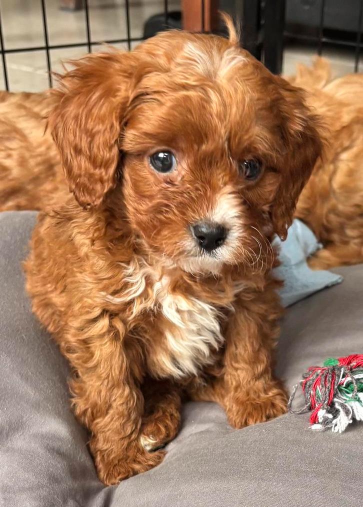 Cavapoo reutjes, Dieren en Toebehoren, Honden | Retrievers, Spaniëls en Waterhonden, Reu, Overige rassen, Particulier, Meerdere