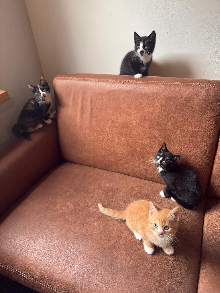 Te koop kittens (8 weken), Meerdere dieren, Ontwormd, 0 tot 2 jaar