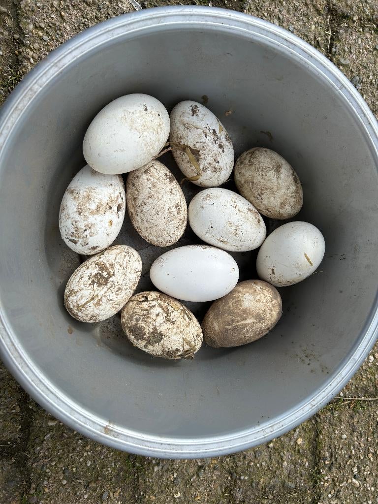 Ganzen eieren voor consumptie, Ophalen