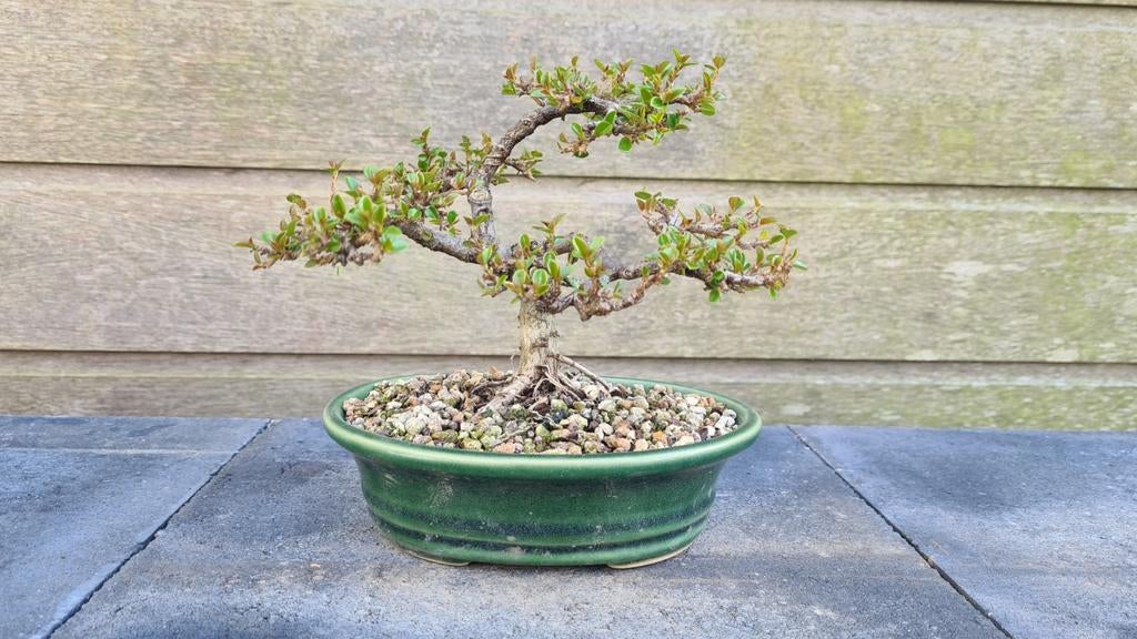 Cotoneaster pre-bonsai, Volle zon, Vaste plant, Lente, Ophalen