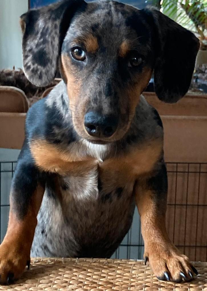 Jack Teckel Merle dekreu, Dieren en Toebehoren, Honden | Dekreuen, Reu, Particulier, Eén hond, Nederland, 3 tot 5 jaar, CDV (hondenziekte)