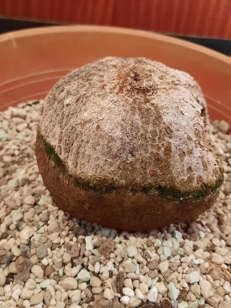 Merremia tuberosa, Caudex, caudiciform, rare species, Verzenden, Halfschaduw, Minder dan 100 cm