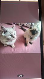 Neva ragdoll kitten, Meerdere dieren