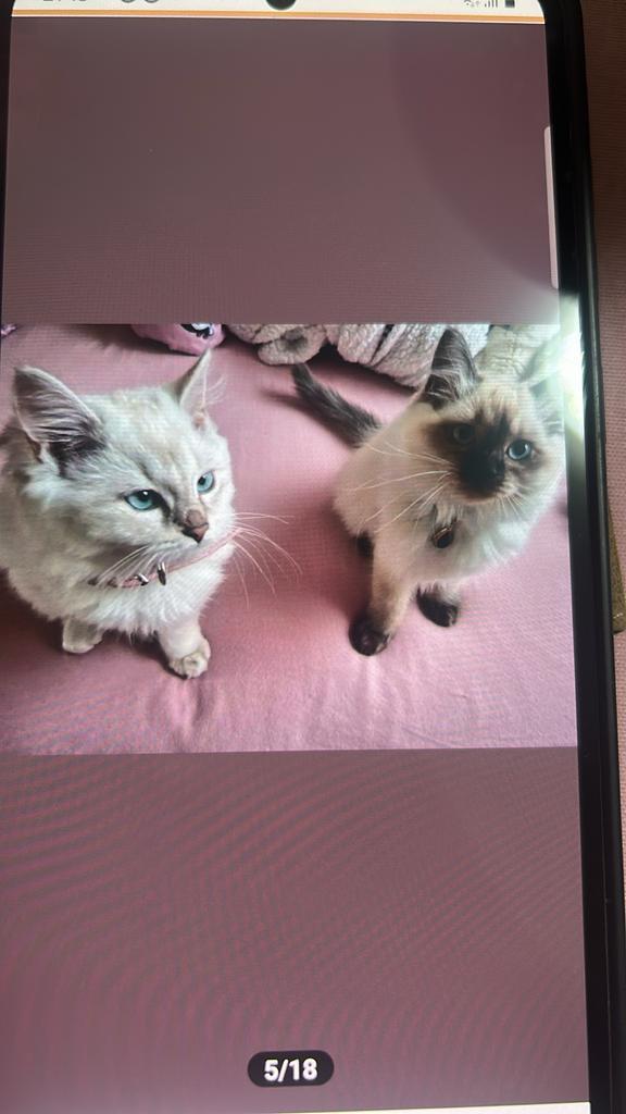 Neva ragdoll kitten, Dieren en Toebehoren, Katten en Kittens | Overige Katten, Meerdere dieren