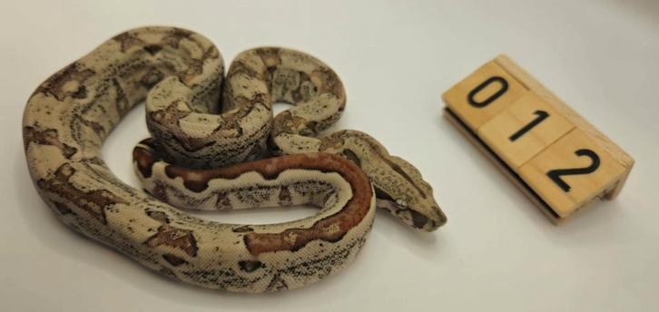 Boa Hypo jungle 66% VPI 66% leopard