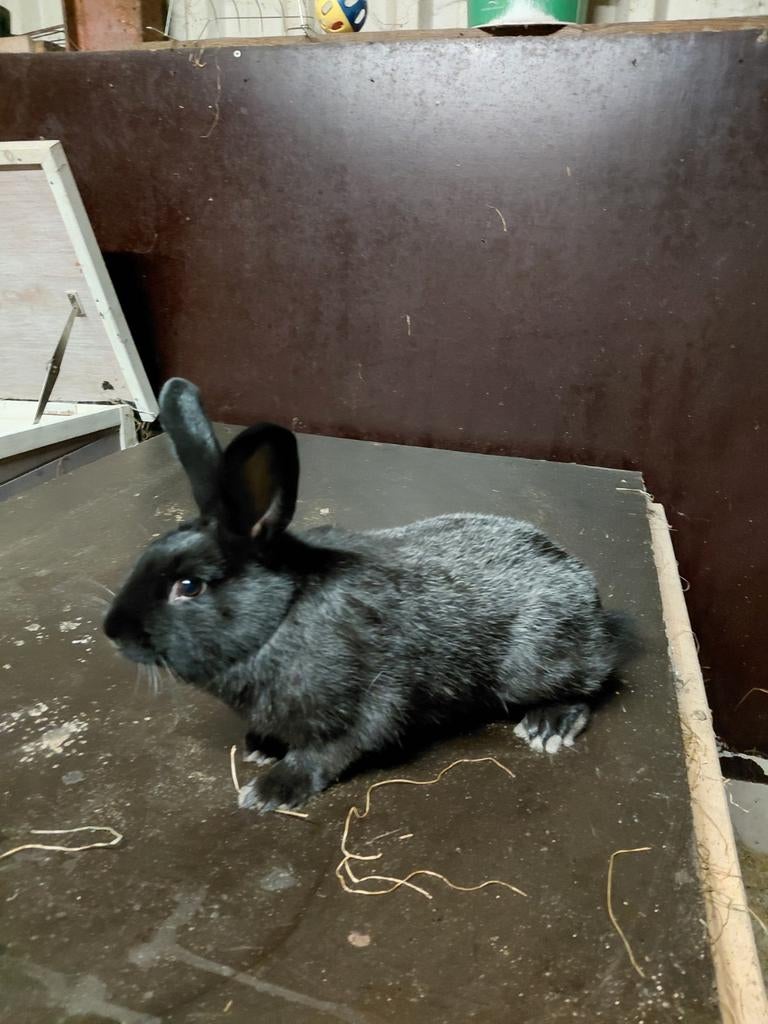 Lotharinger konijnen, Dieren en Toebehoren, Konijnen, Mannelijk, Middelgroot, 0 tot 2 jaar