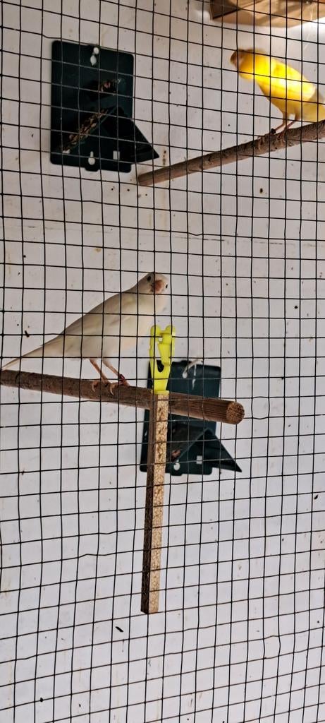 Mooie witte kanarieman van 2025, Dieren en Toebehoren, Vogels | Kanaries, Mannelijk