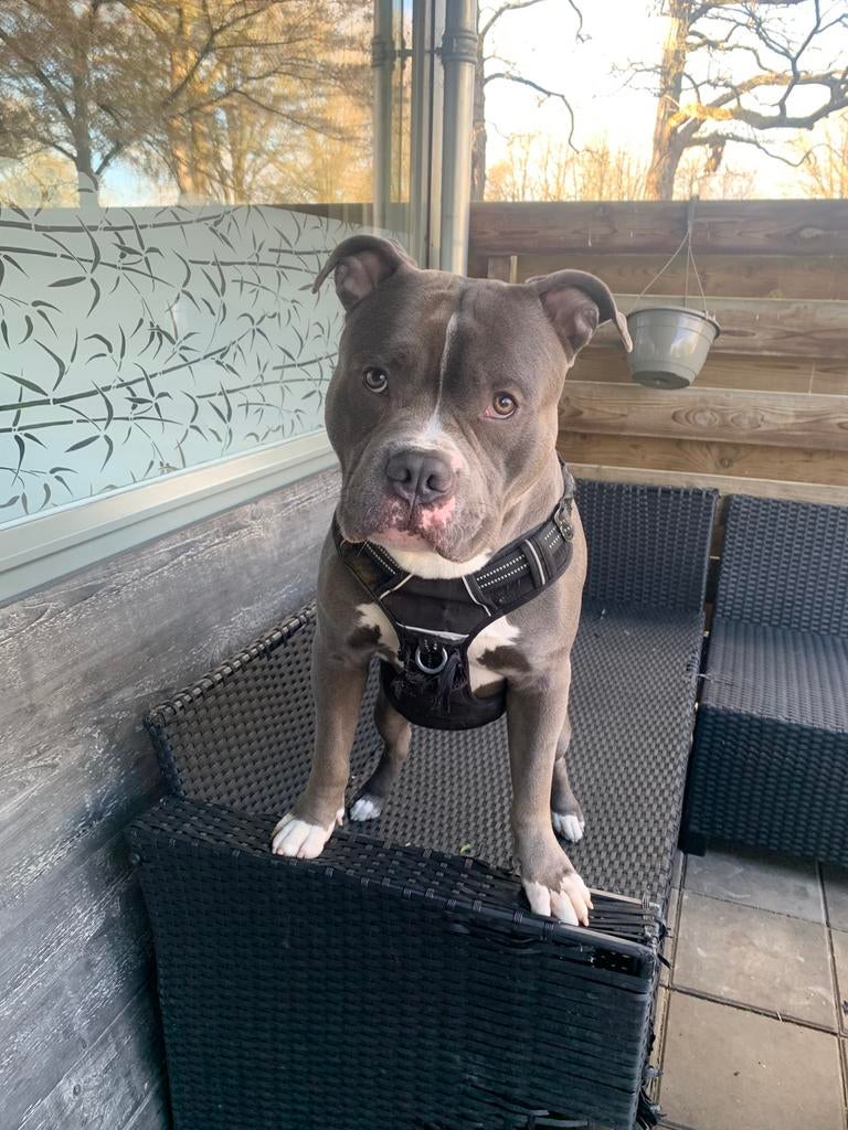 Amerikaanse stafford x pocket bully, Reu, 1 tot 2 jaar, Parvo, Eén hond