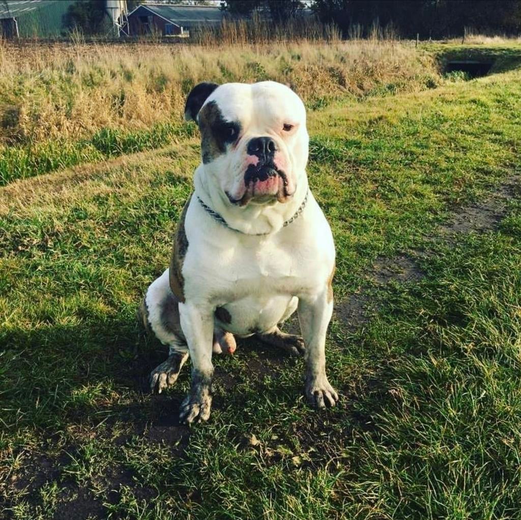 Amerikaanse Bulldog liefhebber???, Dieren en Toebehoren, 6 jaar of ouder, Reu, Parvo, Bulldog