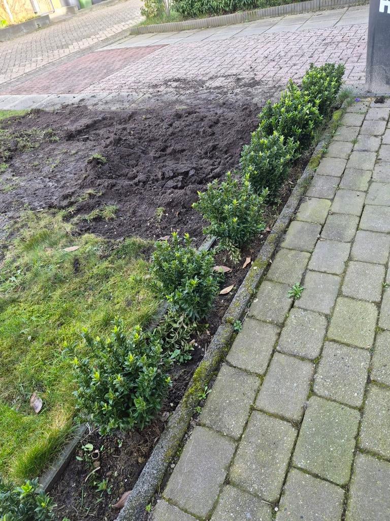 Buxus, Tuin en Terras, Planten | Struiken en Hagen, Ophalen, Buxus, Minder dan 100 cm