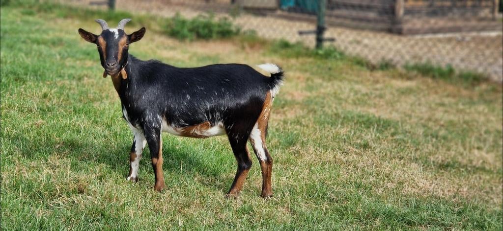 Hermelijn moeder met black and tan lammetje., Dieren en Toebehoren, Vrouwelijk, Geit, 0 tot 2 jaar