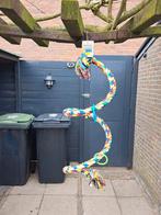 Nieuw papegaaien speeltje, Mannelijk, Papegaai