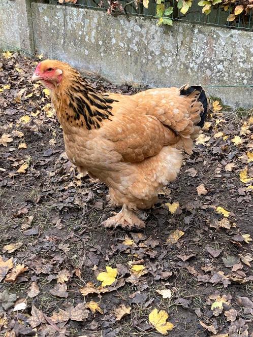 Brahma kippen (hen, 1 jaar oud), Vrouwelijk, Kip