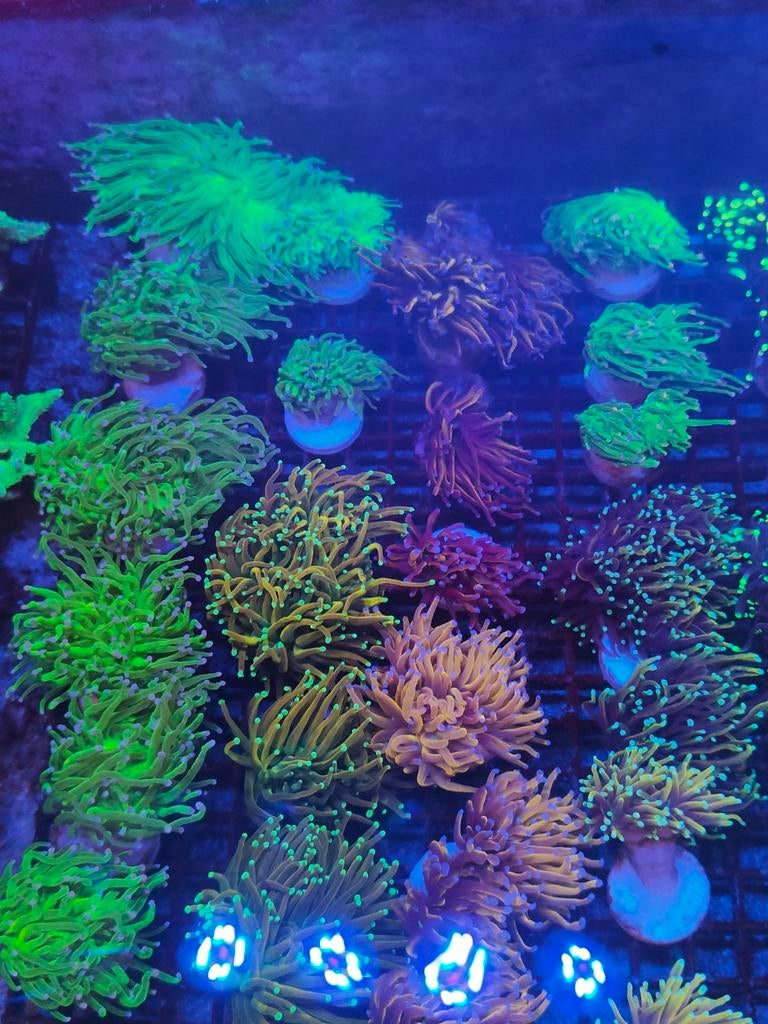 Euphyllia torche zeeaquarium koraalstekken, Dieren en Toebehoren, Ophalen, Nieuw, Plant(en), Steen of Hout