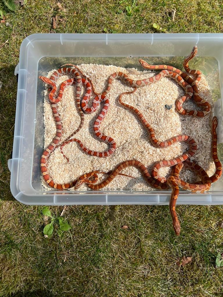 6 mooie korenslangen eigen nakweek ‘25 in 1 koop Corn Snake - female for sale from Ambull