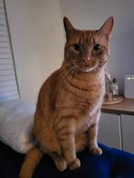 Kat zoekt een liefdevol huis, Kater, Gechipt, 3 tot 5 jaar