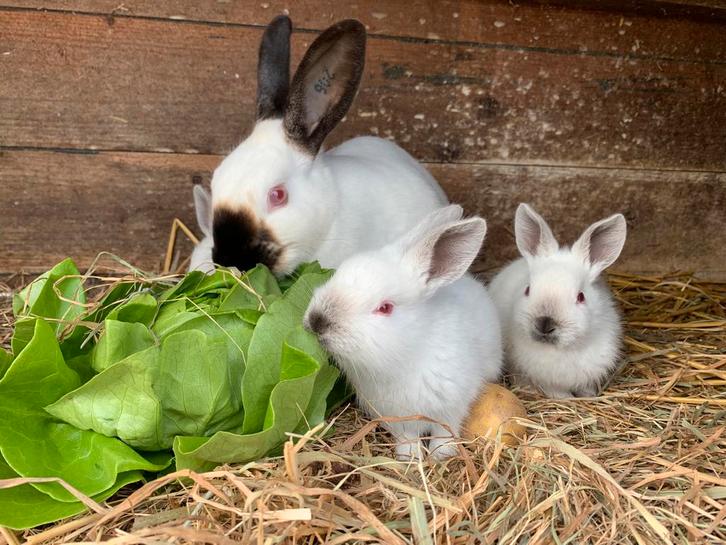 Super leuke tamme baby konijnen, Dieren en Toebehoren, Konijnen, Dwerg, Meerdere dieren