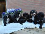 Lieve pups 3/4 Berner 1/4 Labrador, Parvo, Meerdere, Meerdere dieren, Nederland