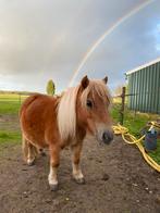 2 mooie MINI shetlanders te koop, Merrie