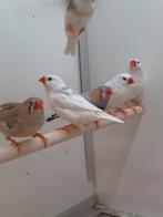 Zebravinken, Dieren en Toebehoren, Meerdere dieren, Tropenvogel, Geringd