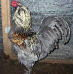 Hanen, Dieren en Toebehoren, Mannelijk, Kip