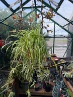 Groot graslelie / Spider plant, Huis en Inrichting, Kamerplanten, Ophalen, 100 tot 150 cm, Halfschaduw, In pot