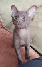 Super lief kitten katertje Abessijn chausie, Dieren en Toebehoren, Kater, Gechipt