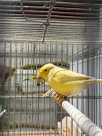 3-2 waterslagers, Meerdere dieren, Kleurkanarie