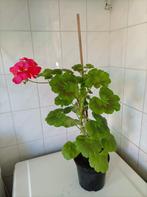 geranium, Volle zon, Vaste plant, Zomer, Ophalen