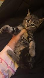 X brits korthaar kitten kittens kunnen al mee, Dieren en Toebehoren