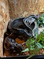 Twee konings pythons met terrarium en accessoires, Dieren en Toebehoren, Slang, Met terrarium, 0 tot 2 jaar