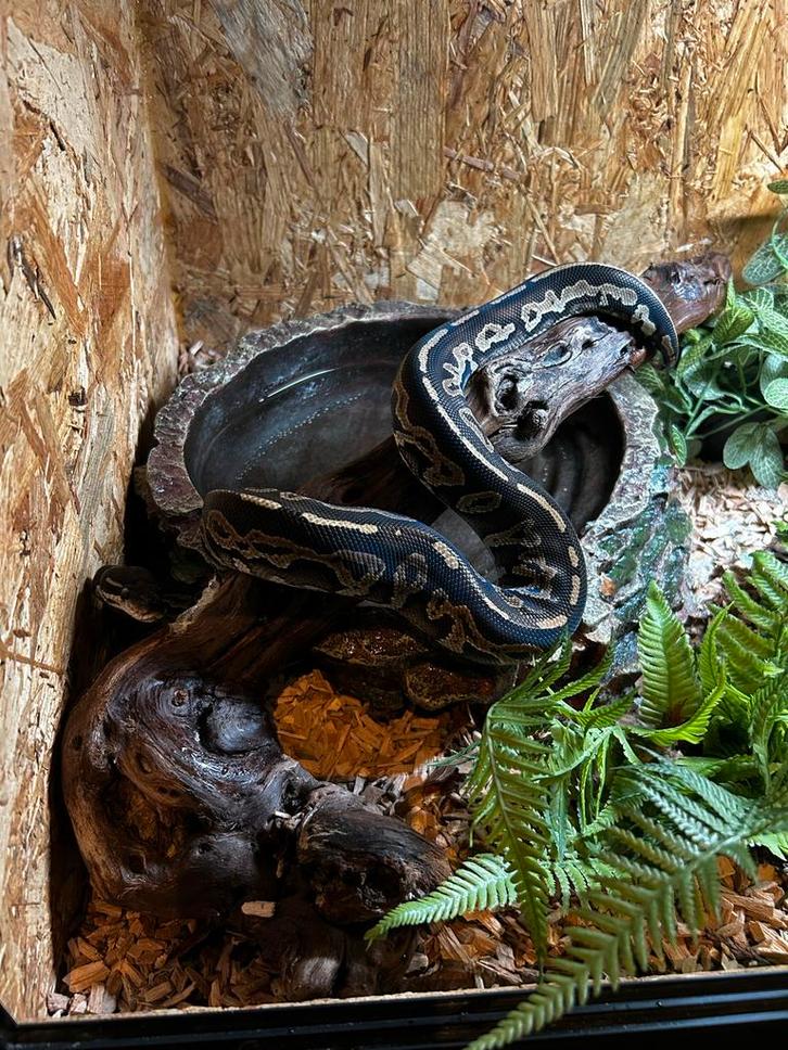Twee konings pythons met terrarium en accessoires