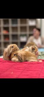 Lief mooi mannetjes konijn, Dieren en Toebehoren, Konijnen, Mannelijk