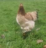 Te koop 2 grote brahma hennen tarwe kleur 7 maand oud, Dieren en Toebehoren, Pluimvee, Vrouwelijk, Kip