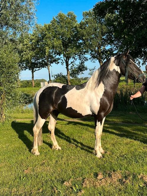 Mooie dekhengst te dekking, Dieren en Toebehoren, Paarden en Pony's | Dekhengsten en Fokmerries, Hengst
