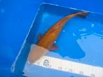 Japanse Koi, Karishigoi 42cm, Karper of Koi