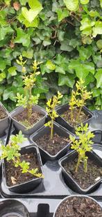 stekken winterjasmijn nog 2 stuks, Tuin en Terras, Planten | Tuinplanten, Ophalen, Overige soorten, Volle zon