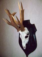ree gewei uit Schotland op groot schild, Ophalen of Verzenden, Zo goed als nieuw, Hert, Gewei of Kop