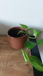 Hangplant Pothos, Huis en Inrichting, Kamerplanten, Ophalen, Overige soorten, Minder dan 100 cm