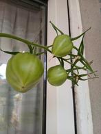 Moestuintje/stukje tuin gezocht, Ophalen