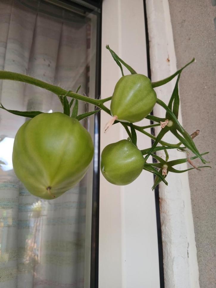 Moestuintje/stukje tuin gezocht, Hobby en Vrije tijd, Overige Hobby en Vrije tijd, Ophalen