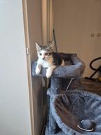 Lieve kitten zoekt een nieuwe thuis., Dieren en Toebehoren, Kater